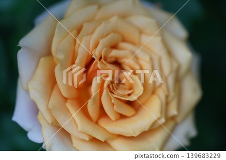 Close Up of a Beautiful Peach Rose Bloom Close Up of a Beautiful Peach Rose Bloom 139683229