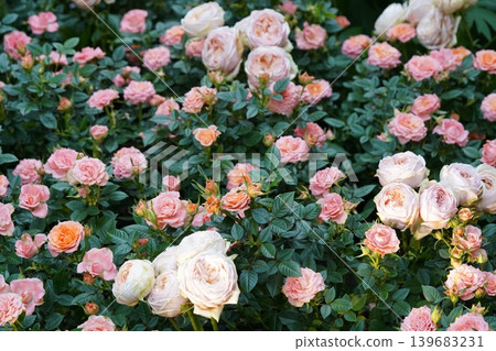 Rose Garden Pink and White Roses Floral Beauty Rose Garden Pink and White Roses Floral Beauty 139683231