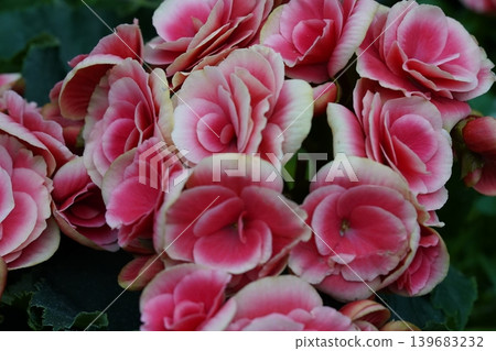 Pink and White Begonia Flowers in Full Bloom Pink and White Begonia Flowers in Full Bloom 139683232