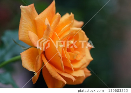 Beautiful Orange Rose Flower Close Up Beautiful Orange Rose Flower Close Up 139683233