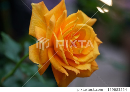 Close up of a beautiful Yellow Rose Blossom Close up of a beautiful Yellow Rose Blossom 139683234