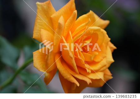 Golden Rose Blossom Close Up Photography Golden Rose Blossom Close Up Photography 139683235
