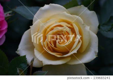 Close Up of a Beautiful Yellow Rose Bloom Close Up of a Beautiful Yellow Rose Bloom 139683241