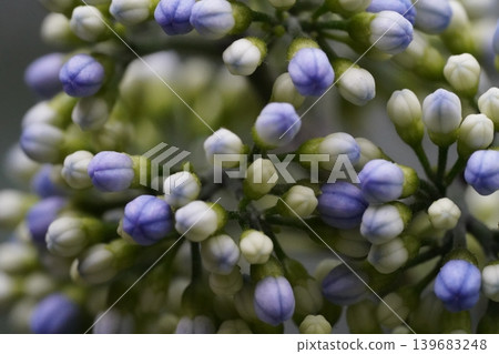 Close Up of Lantana Flower Buds Floral Macro Image Close Up of Lantana Flower Buds Floral Macro Image 139683248