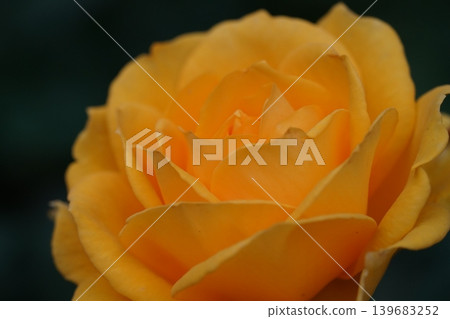 Close up of a Beautiful Yellow Rose Flower 139683252