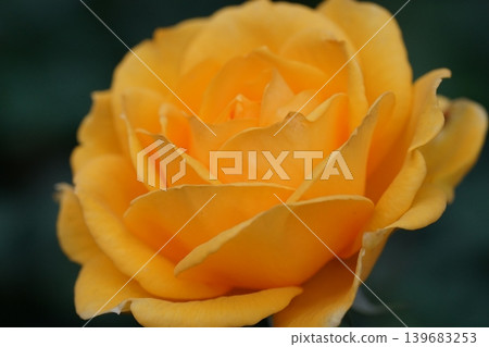 Close Up of a Beautiful Yellow Rose Blossom Close Up of a Beautiful Yellow Rose Blossom 139683253