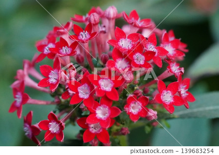 Red Pentas Flowers Close Up Beauty of Nature 139683254