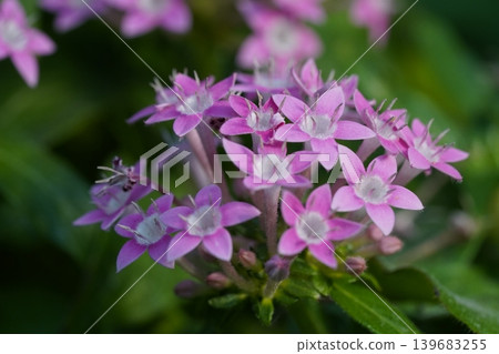 Egyptian Starcluster Flowers Delicate Pink Blooms Egyptian Starcluster Flowers Delicate Pink Blooms 139683255