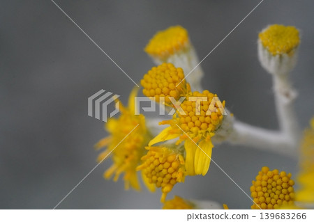 Close up of Yellow Flowers of Ozothamnus costatifructus 139683266