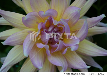 Pastel Dahlia Flower Close Up 139683267
