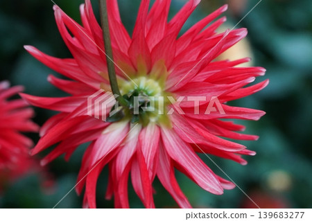 Beautiful Red Dahlia Flower Close Up Photography 139683277
