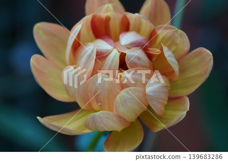 Close Up View of a Beautiful Dahlia Flower Close Up View of a Beautiful Dahlia Flower 139683286