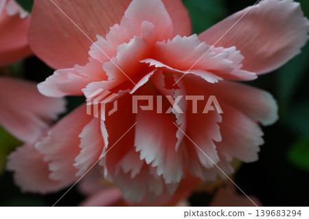 Close Up of a Beautiful Begonia Flower Blossom 139683294