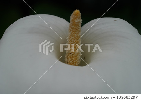 Close up of a White Calla Lily Flower Close up of a White Calla Lily Flower 139683297
