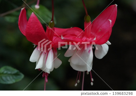 Hanging Fuchsia Flowers Red and White Hanging Fuchsia Flowers Red and White 139683298