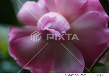 Delicate Pink Camellia Flower Macro Photograph Delicate Pink Camellia Flower Macro Photograph 139683300