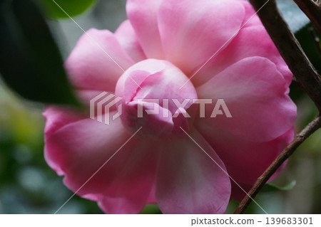 Pink Camellia Flower Close Up Beautiful Bloom 139683301
