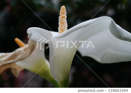 Elegant White Calla Lily Flower Macro View Elegant White Calla Lily Flower Macro View 139683304
