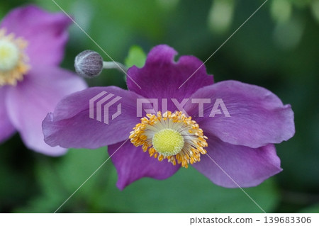 Close up of a purple Japanese Anemone flower 139683306