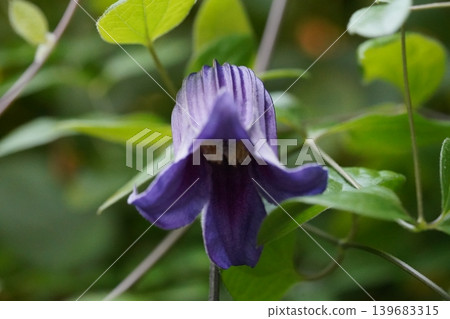 Clematis Flower Close Up Nature Photography Clematis Flower Close Up Nature Photography 139683315