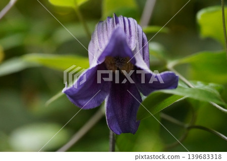 Purple Clematis Flower Macro Nature Photography Purple Clematis Flower Macro Nature Photography 139683318