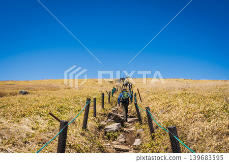 Hikers walking along the mountain trails of Kurumayama Plateau, stretching towards the blue sky, and the golden bamboo grass landscape. 139683595