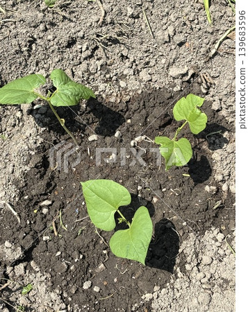 Vegetables grown in a home garden: green beans Vegetables grown in a home garden: green beans 139683596