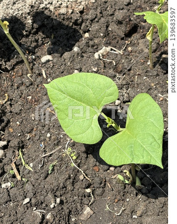 Vegetables grown in a home garden: green beans Vegetables grown in a home garden: green beans 139683597