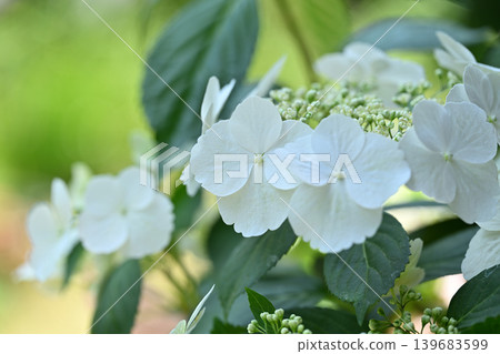 White hydrangea (hydrangea) 139683599