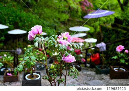 A collaboration of peonies and Japanese umbrellas 139683623