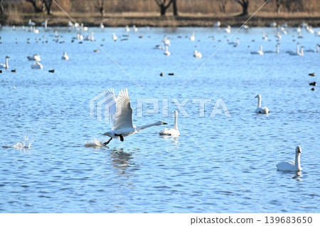 A flock of swans flying over the surface of Hyoko Lake (Agano City, Niigata Prefecture) A flock of swans flying over the surface of Hyoko Lake (Agano City, Niigata Prefecture) 139683650
