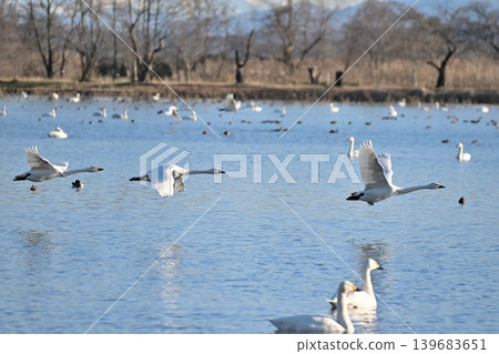 A flock of swans flying over the surface of Hyoko Lake (Agano City, Niigata Prefecture) 139683651