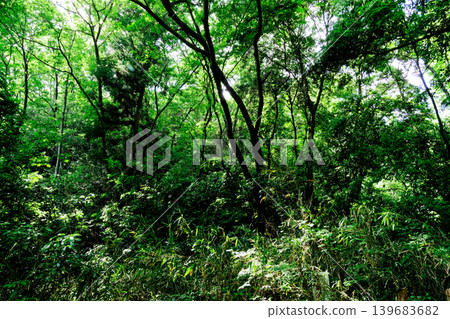 愛知縣瀨戶市的里山(鄉村景觀)和海城之森(森林)景色 愛知縣瀨戶市的里山(鄉村景觀)和海城之森(森林)景色 139683682