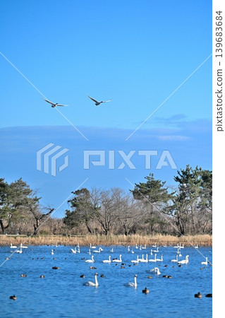 冬季的兵庫湖和天鵝（新潟縣阿賀野市） 139683684