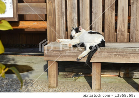 A cat taking a nap (Higashikawazu-cho, Kamo-gun, Shizuoka Prefecture) A cat taking a nap (Higashikawazu-cho, Kamo-gun, Shizuoka Prefecture) 139683692