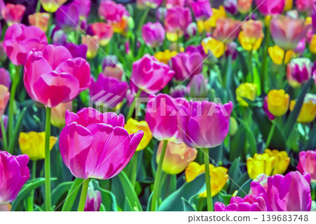 Beautiful tulip flower Beautiful tulip flower 139683748