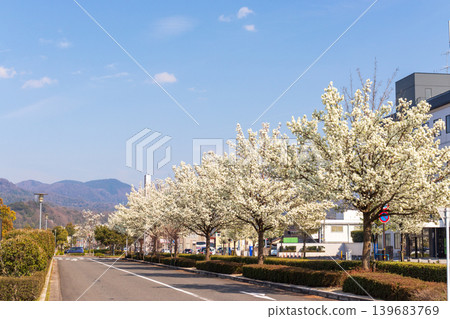 A street scene with a row of pear trees on a sunny spring day. A street scene with a row of pear trees on a sunny spring day. 139683769