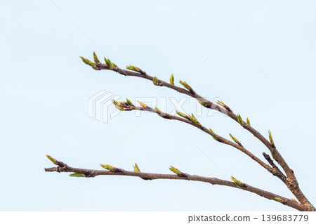 Cherry blossom buds and the sky Cherry blossom buds and the sky 139683779