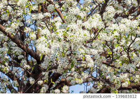 Close-up of a pear blossom Close-up of a pear blossom 139683812
