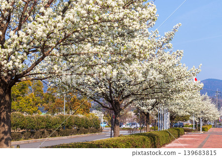 A street scene with a row of pear trees on a sunny spring day. A street scene with a row of pear trees on a sunny spring day. 139683815