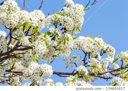 Pear blossoms in full bloom and a blue sky Pear blossoms in full bloom and a blue sky 139683817