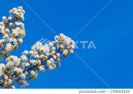 Pear blossoms in full bloom and a blue sky Pear blossoms in full bloom and a blue sky 139683820
