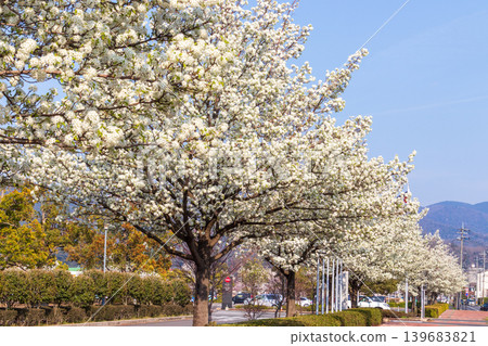 A street scene with a row of pear trees on a sunny spring day. A street scene with a row of pear trees on a sunny spring day. 139683821