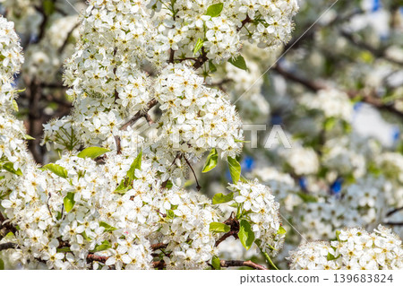 Close-up of a pear blossom Close-up of a pear blossom 139683824