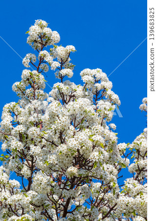 梨花盛開,藍天白雲 梨花盛開,藍天白雲 139683825