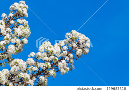 Pear blossoms in full bloom and a blue sky Pear blossoms in full bloom and a blue sky 139683826