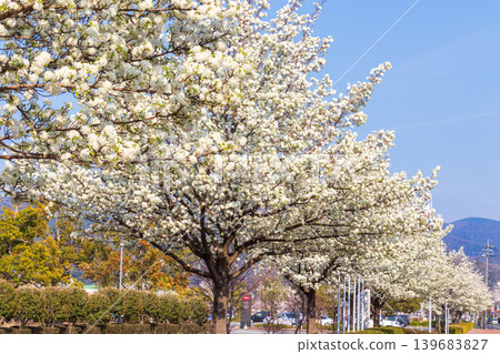 A street scene with a row of pear trees on a sunny spring day. A street scene with a row of pear trees on a sunny spring day. 139683827