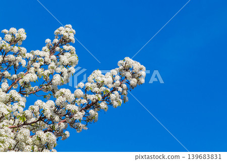 Pear blossoms in full bloom and a blue sky Pear blossoms in full bloom and a blue sky 139683831
