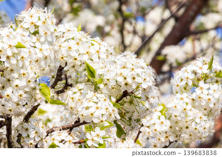 Close-up of a pear blossom Close-up of a pear blossom 139683838