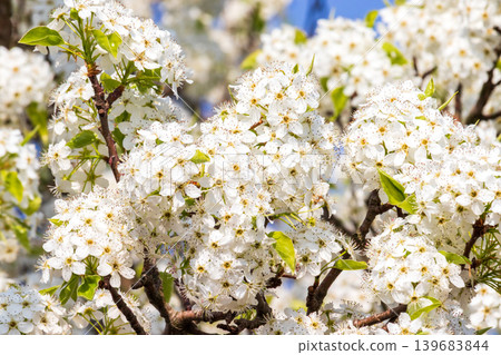Close-up of a pear blossom Close-up of a pear blossom 139683844